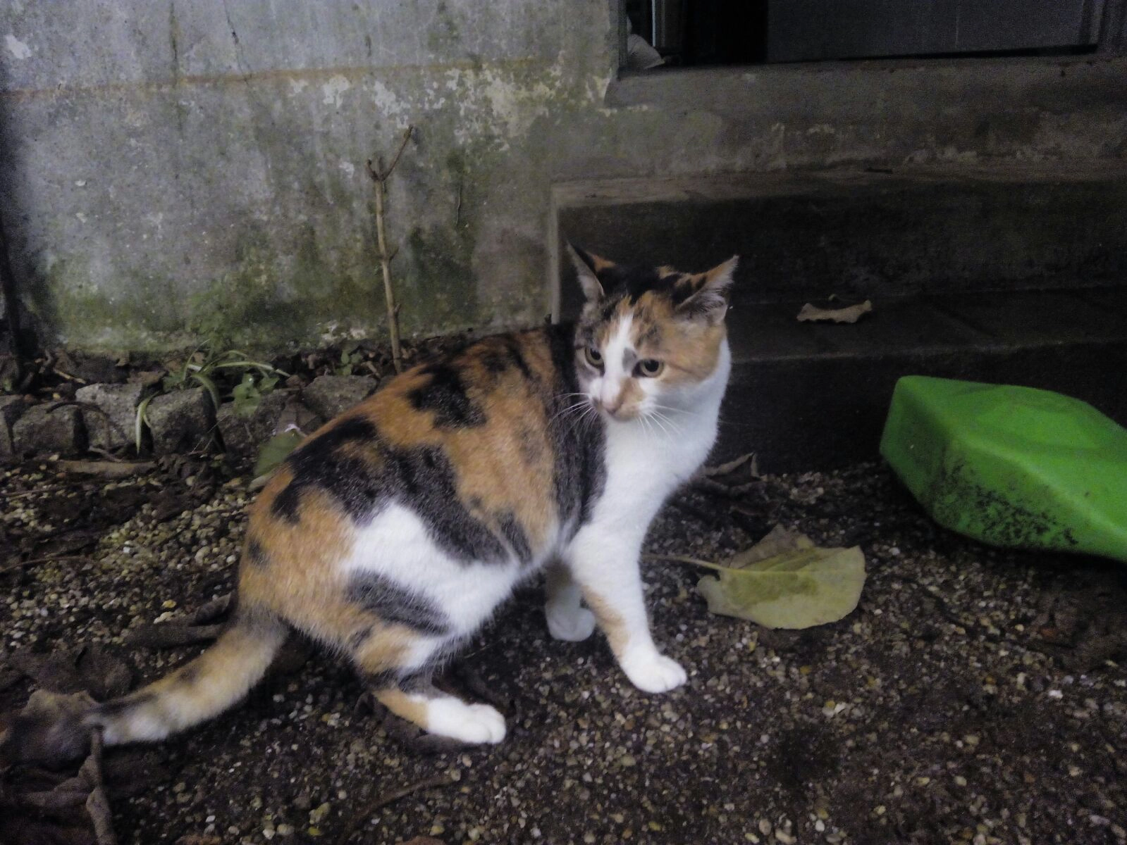 Proyecto Miau 2